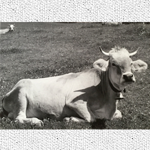 Foto Kuh auf Leinwand schwarz-weiss