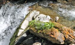 Im Tobel zur Gaisalpe bei Oberstdorf - Wandern im Sommer im Oberallgäu Durch den Tobel zur Gaisalpe bei Oberstdorf - Wandern im Sommer im Oberallgäu